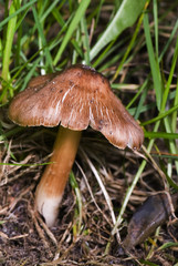Inocybe asterospora / Inocybe à spores étoilées