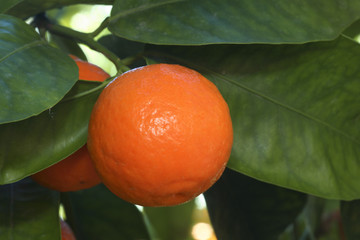 Tangelo wekiwa / Tangerine x Pomelo