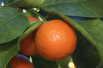 Tangelo wekiwa / Tangerine x Pomelo