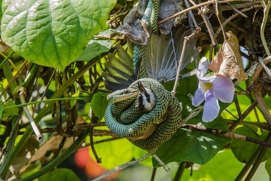 Birds are eating snakes.