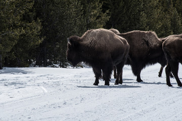 Bison in national park in the winter season