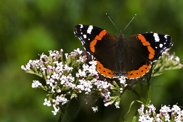 Vanessa atalanta / Vulcain
