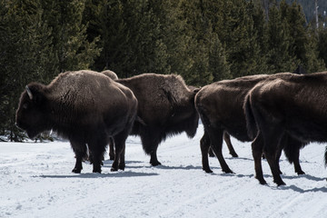 Bison in national park in the winter season