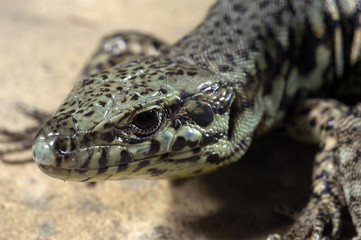 Podarcis muralis / Lézard des murailles