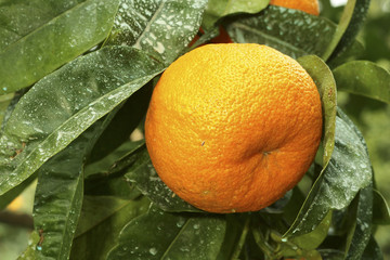 Citrus aurantium / Bigaradier