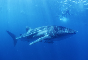 Rhincodon typus / Requin baleine