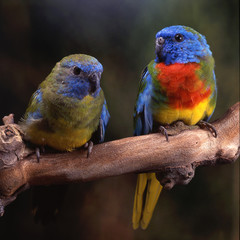 Neophema splendida / Perruche splendide / Euphème resplendissante