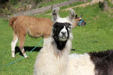 Obraz premium White and black llama looking at camera