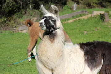 Fototapeta premium White and black llama