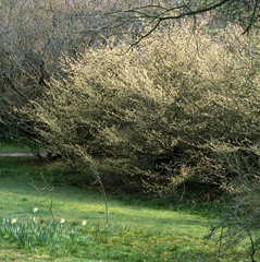 Corylopsis pauciflora