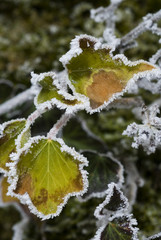 Givre / Hedera helix / Lierre grimpant