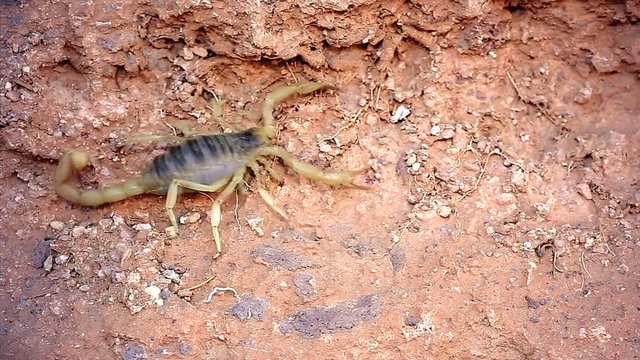 A pregnant Giant Desert Hairy Scorpion (Hadrurus arizonensis) in Arizona, USA (largest scorpion in North America).
