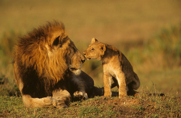 Fototapeta na wymiar Panthera leo / Lion