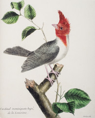 François Nicolas Martinet/ Paroaria coronata / Paroare huppé