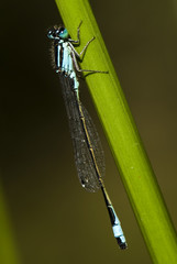 Ischnura elegans / Agrion élégant  / Mâle