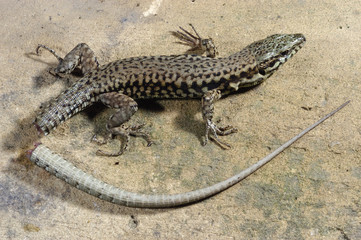 Podarcis muralis / Lézard des murailles