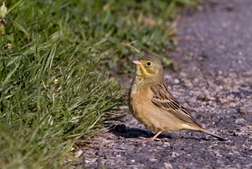 Emberiza hortulana / Bruant ortolan / Femelle