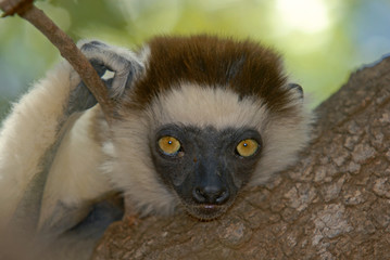 Propithecus verreauxi / Propithèque de Verreaux