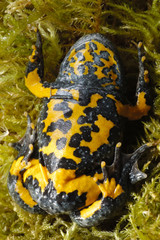 Bombina variegata / Crapaud sonneur à ventre jaune