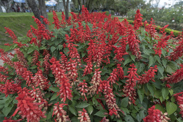 Naklejka premium flower in park