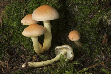 Hypholoma fasciculare / Hypholome en touffes