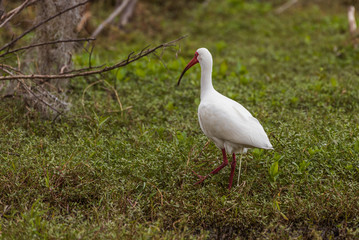 American White Ibis (Eudocimus albus)