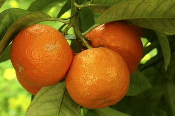 Citrus aurantium / Bigaradier