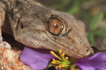 Tarentola mauritanica / Tarente / Gecko de Mauritanie