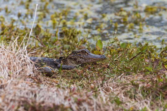 American Alligator (Alligator mississippiensis) juvenile resting on shore