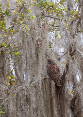 Barred owl (Strix varia) hidden by cypress moss