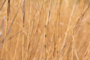 Obraz premium 葦のテクスチャ
