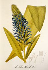 Illustration botanique / Lobelia thapsoidea / Lobélie