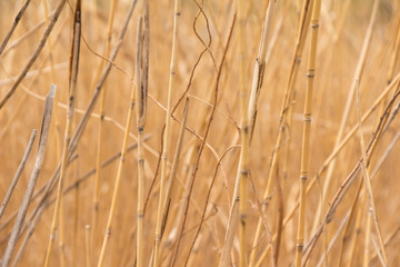 葦のテクスチャ