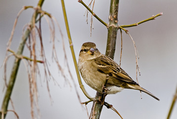 Passer domesticus / Moineau domestique / Femelle