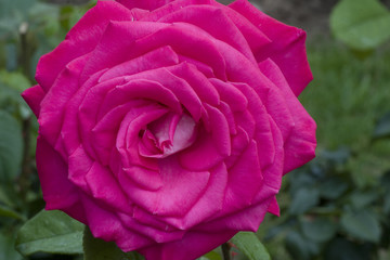 Rosa x / Rose 'Lolita Lempicka'