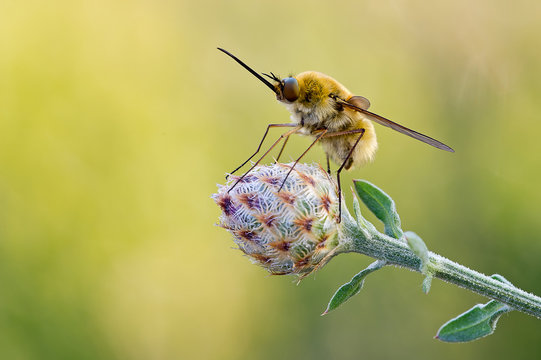 Close up of greater bee fly on flower