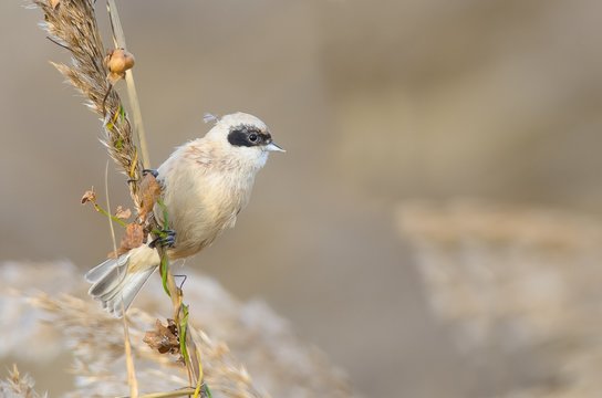 Garda Lake,Brescia,Lombardy,Italy.Little Remiz pendulinus  taken on a branch in winter, Lake Garda