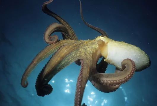 Octopus Vulgaris Poulpe Pieuvre Stock Photo Adobe Stock Octopus Vulgaris Poulpe Pieuvre Stock Photo Adobe Stock