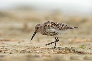 Viareggio,Tuscany,Italy.A dunlin taken on the beach in Viareggio
