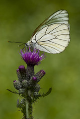 Aporia crataegi / Gazé / Piéride de l'aubépine