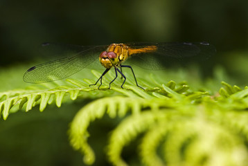 Sympetrum sanguineum / Sympétrum rouge sang  / Femelle
