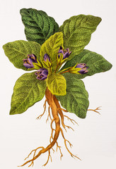 Illustration botanique / Mandragora officinalis / Mandragore