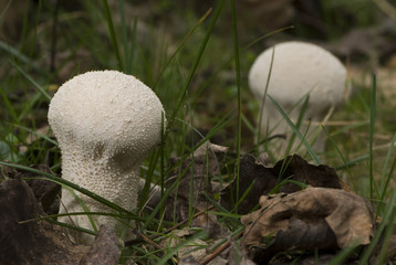 Calvatia excipuliformis / Calvatie en coupe