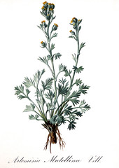 Illustration botanique / Artemisia umbelliformis / Genépi jaune - 141824879