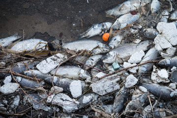 The fish that died in the lake