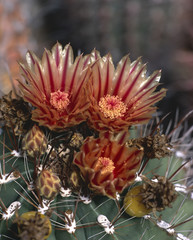 Ferocactus townsendianus