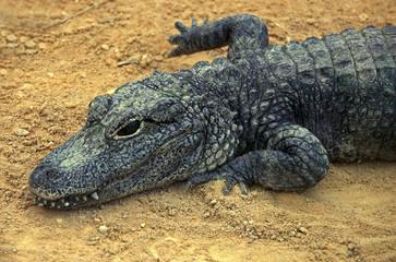 Osteolaemus tetraspis / Crocodile à front large
