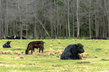 Angus bull and calves