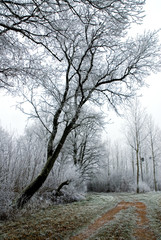 Paysage sous le givre