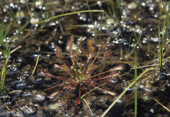 Drosera intermedia / Drosère intermédiaire / Rossolis intermédiaire
